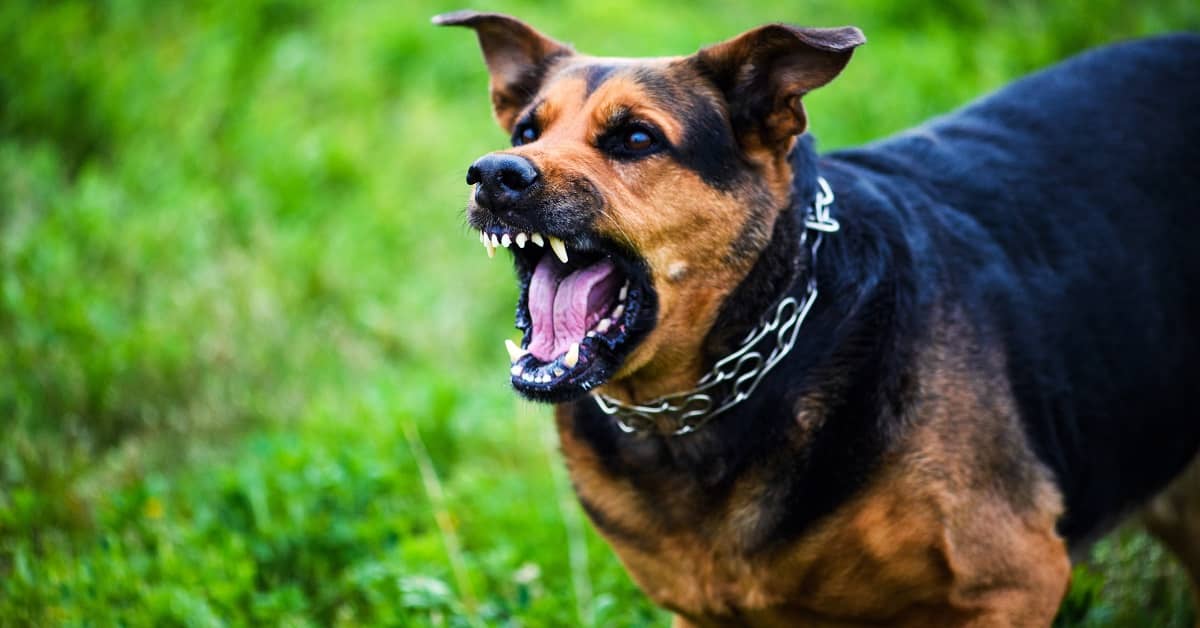 What You Should Do After a Dog Attack | Dreyer Boyajian LLP
